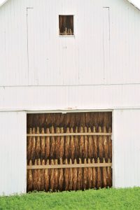 Growing Tobacco on a Small Scale Image